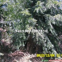 从生南方红豆杉