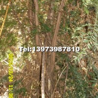 从生南方红豆杉