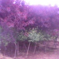 紫叶矮樱