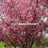 垂丝海棠大树