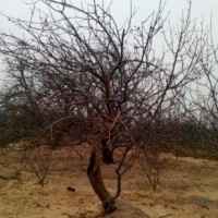 八棱海棠造型树