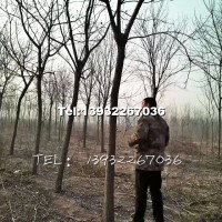 定植北京栾树