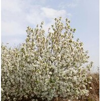 八棱海棠树