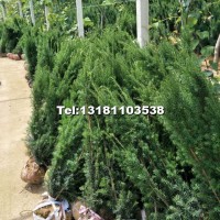 红豆杉1-1.2-1.3米