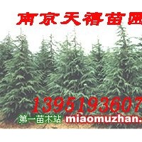 雪松