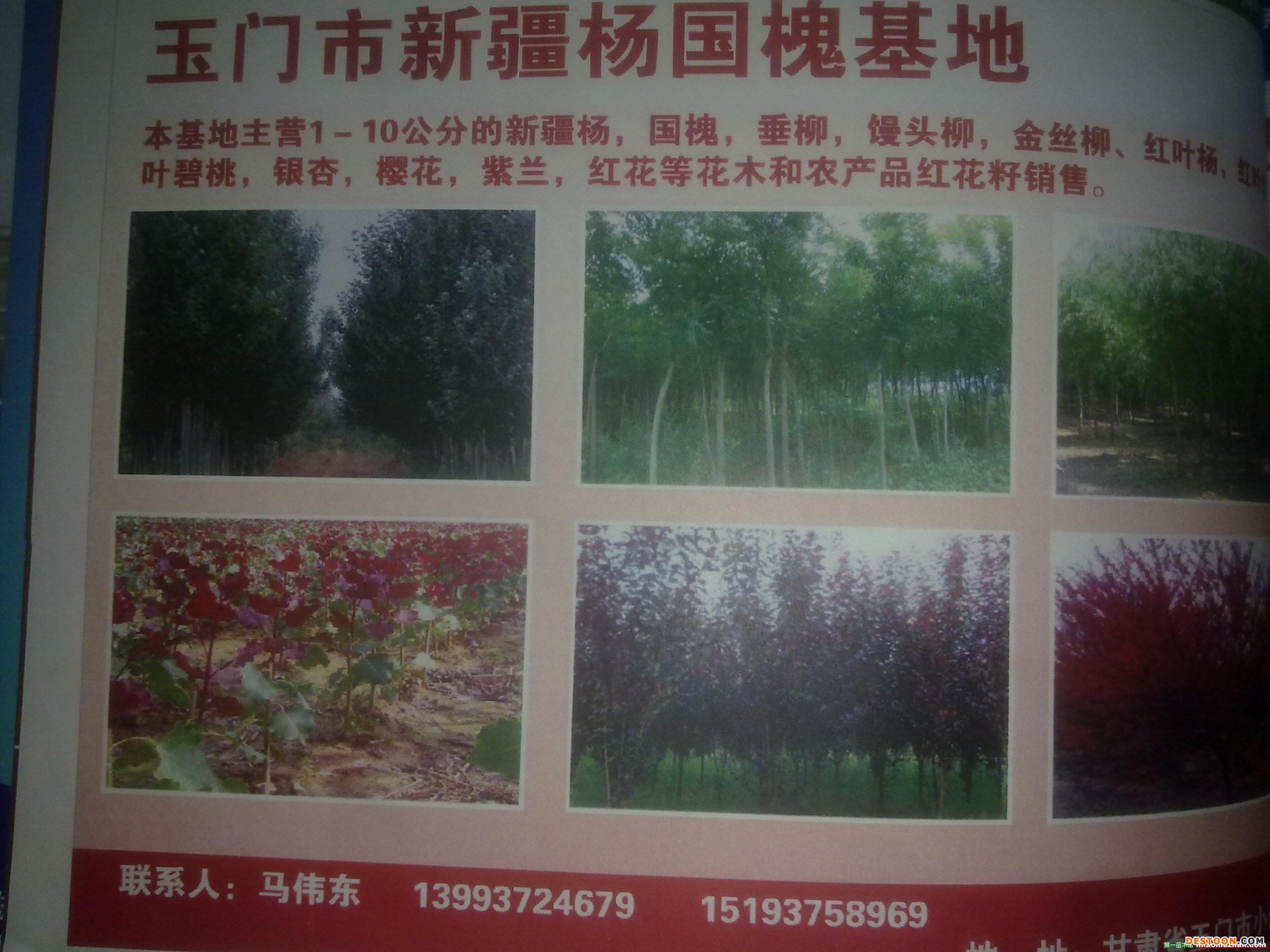 甘肃省玉门市胜龙苗木基地