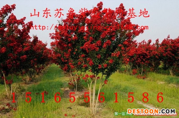 红火箭紫薇