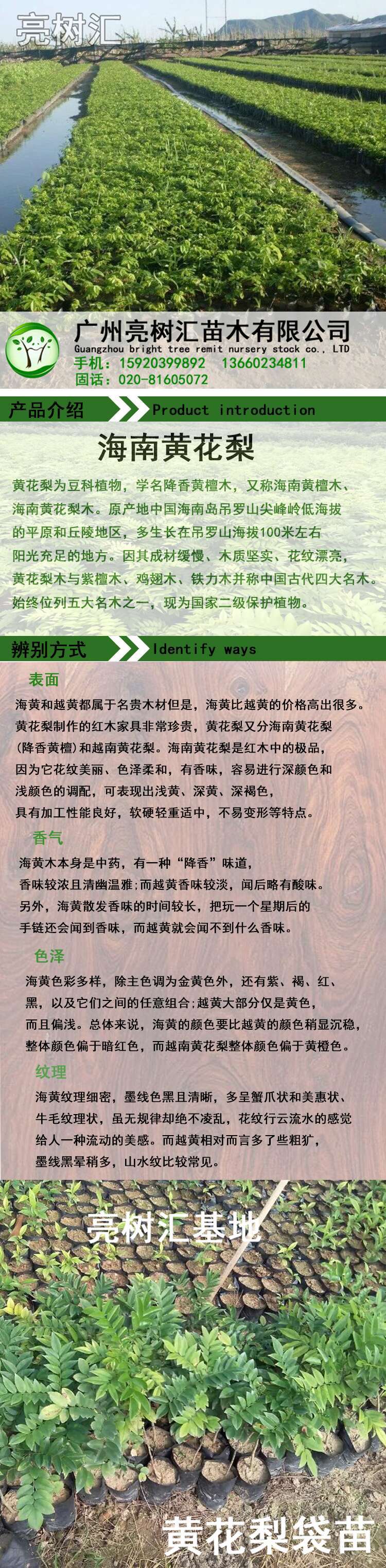 黄花梨