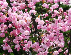 垂丝海棠栽培技术