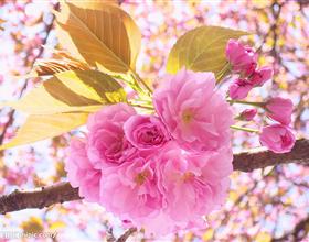 樱花夏季养护要注意