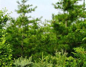 华山松的栽培