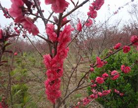 碧桃的养护技术