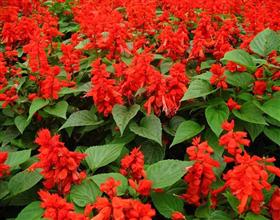 盆花施肥不麻烦,火爆园林网来支招