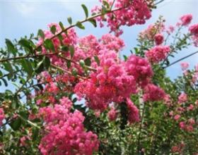 植物修剪有讲究，火爆园林解你忧