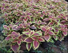 清新明丽度夏天&mdash;&mdash;水养一盆彩叶草吧