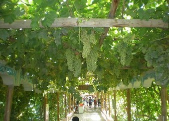 葡萄苗整形方法及管理技术