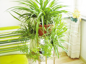 养殖方法 养殖方法