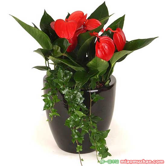 红掌的养殖方法 红掌的养殖方法
