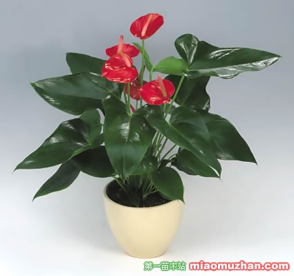 红掌养殖的注意事项: 红掌养殖的注意事项: