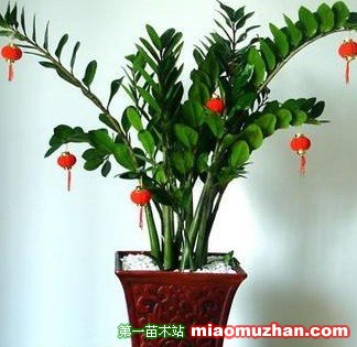 金钱树的养殖方法