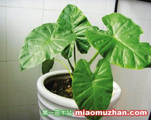 滴水观音的养殖方法