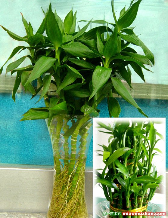 富贵竹主要病虫害防治方法 富贵竹主要病虫害防治方法