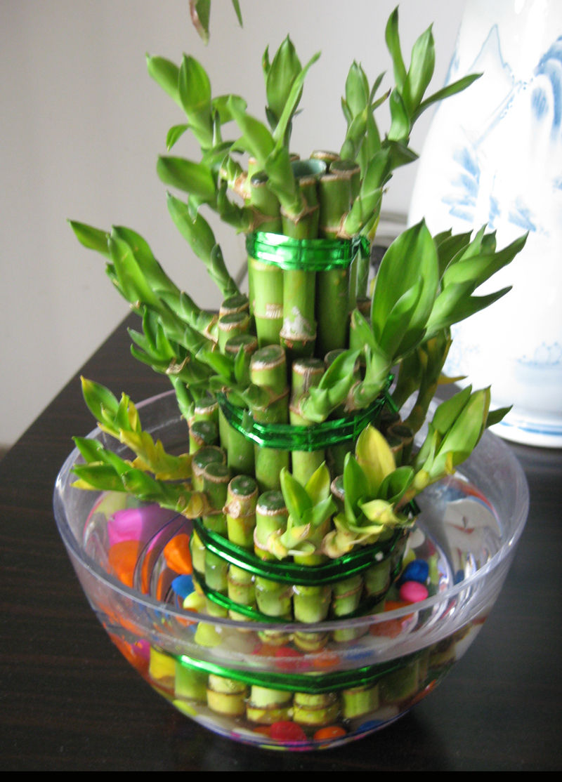 富贵竹怎么水养