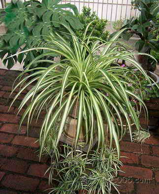 吊兰叶子发黄怎么办