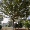 国松苗木种植园
