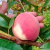 桃树（离核挂果）苗