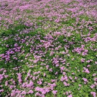 红花醡桨草