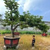 龙爪柿子树