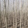 小成黑杨树苗