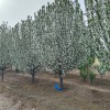 八棱海棠移栽(图)