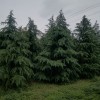 雪松