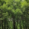 丛生香樟