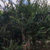 丛生紫薇
