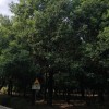 香樟30－55cm