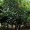 羊蹄甲15－23cm
