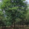 皂角14－40cm