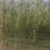垂柳2-15公分